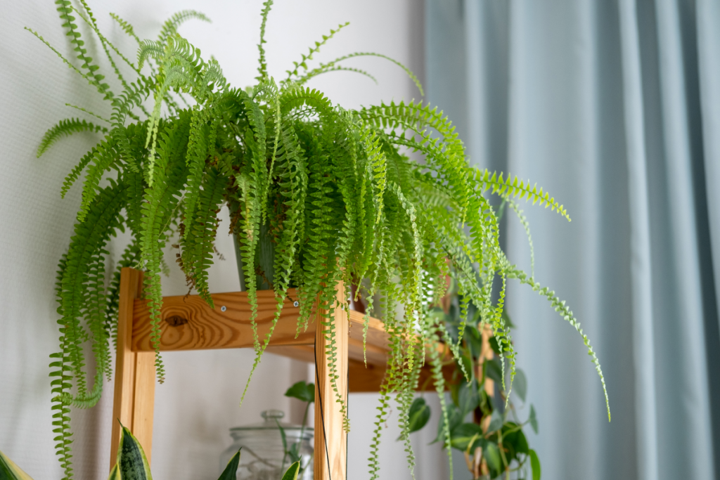 air purifying plants for bathroom