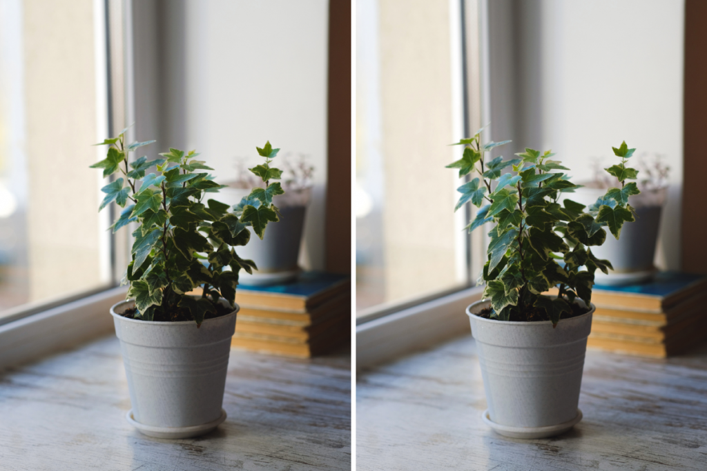 best air purifying plants