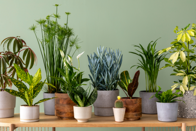 11 Best Indoor Air Purifying Plants: Nature’s Air Filters for Your Home