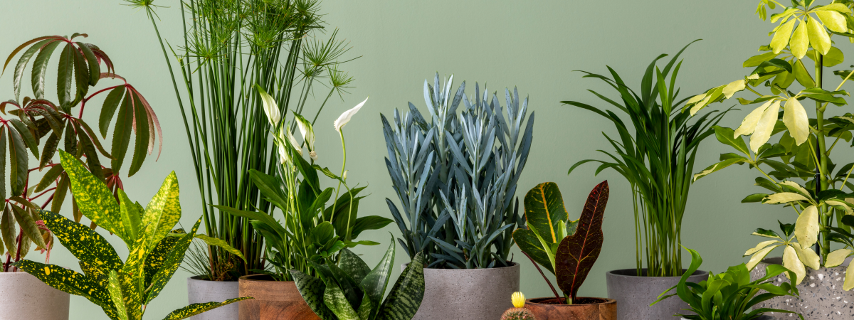 best indoor air purifying plants