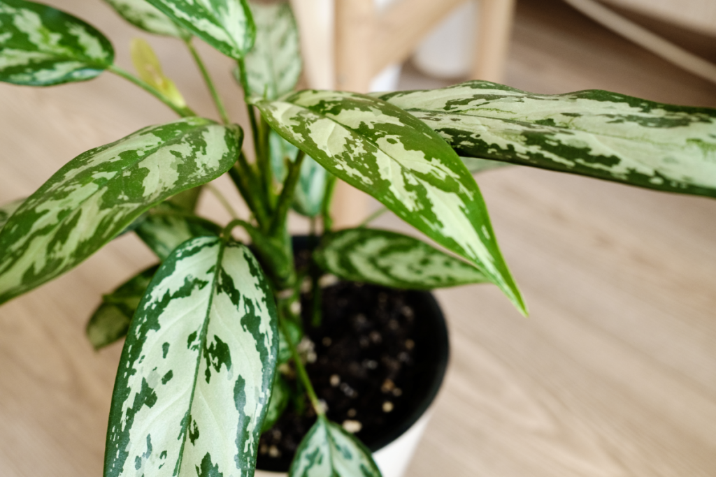 best indoor cleaning plants