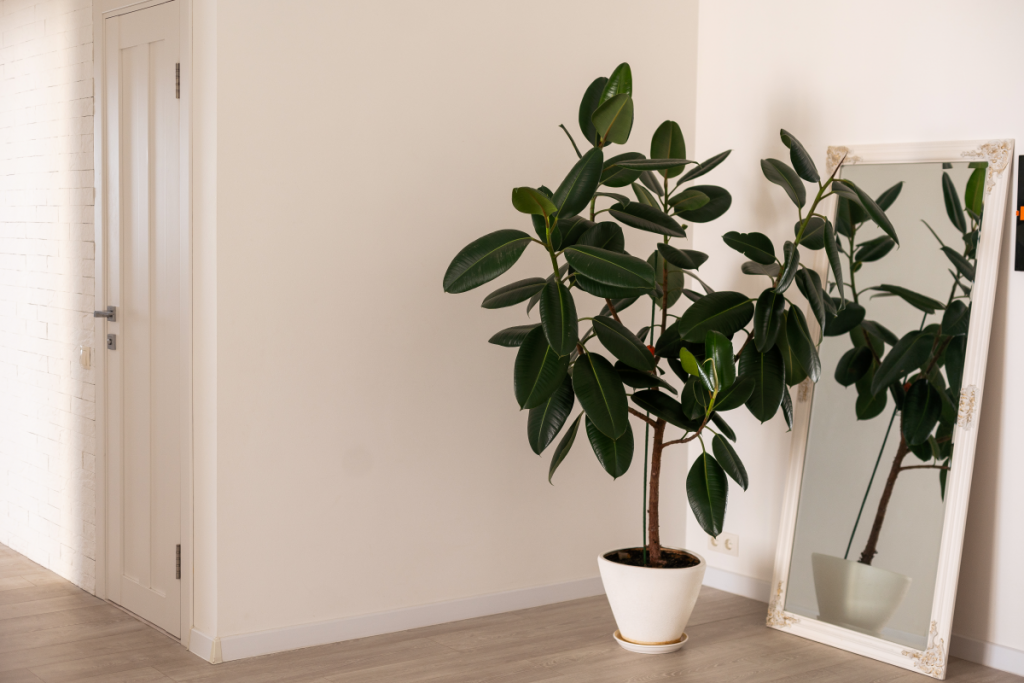 low maintenance indoor plants for clean air